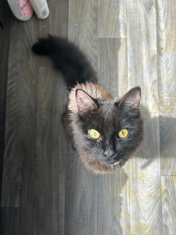 NEED REHOMING ASAP