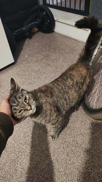 Domestic Shorthair tabby cat