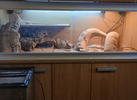 Bearded dragon enclosure