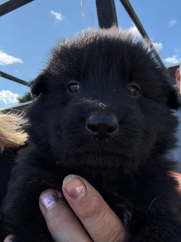 GSD puppies