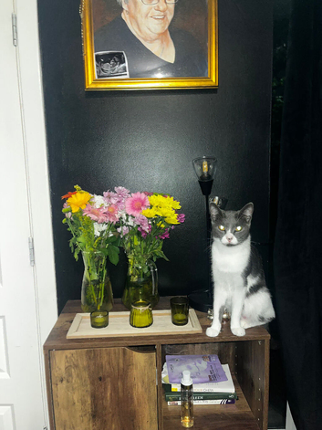Grey and white tabby cat & black kitten