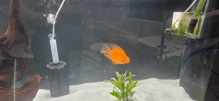 Red parrot fish
