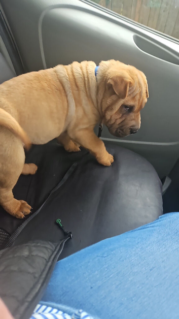 Stunning shar pei