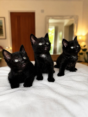 Beautiful black kittens looking for their forever homes