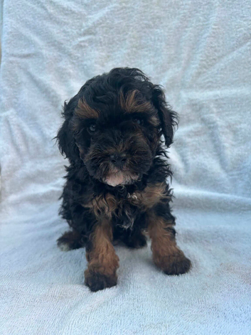 Cavapoo boy puppy