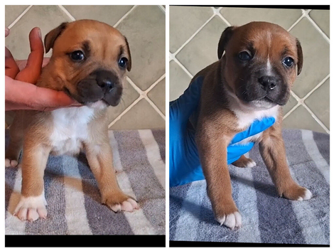 Staffordshire bull terrier pups