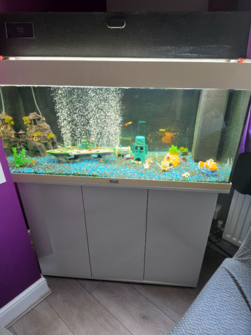 Fish tank and fish