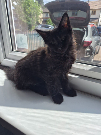 Beautiful silver  Maine coon kitten girl