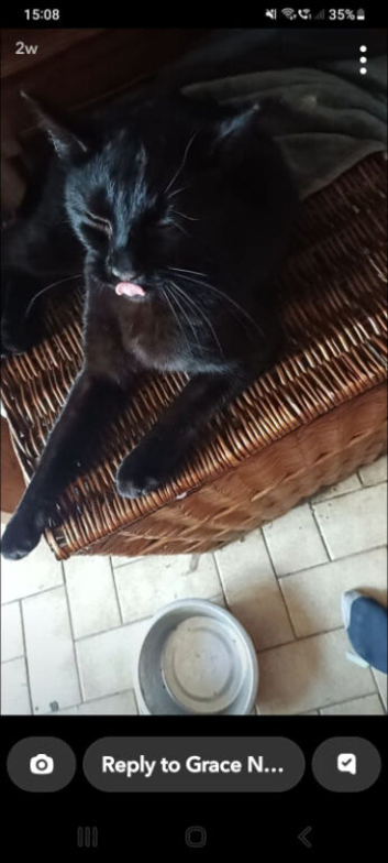 Neutered male black cat missing kingsland