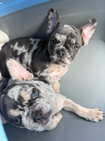 *TWO REMAINING GIRLS* Confident and Cute French Bulldog puppies