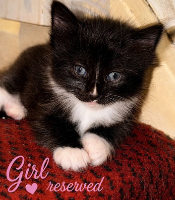4 kittens ready by 28th aug