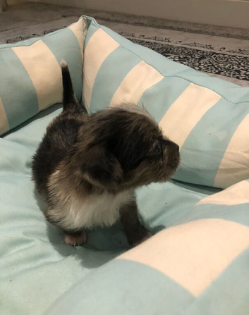 Long haired miniature dachshund