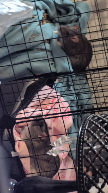2 male rats 7 months old