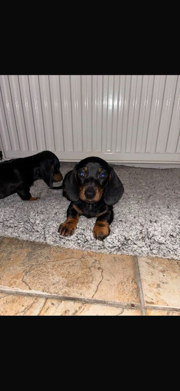 Dachshund puppies