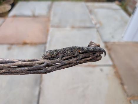 OCELLATED CHAMELEON GECКО - Hard to find