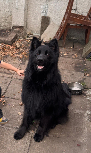 Black German shepherd for Stud showclass