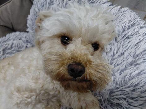 3 year old Cavapoo