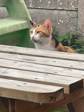 Cats