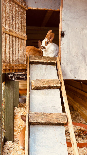 Rex baby Rabbits