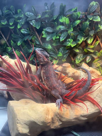 2025 Red Monster Bearded Dragon