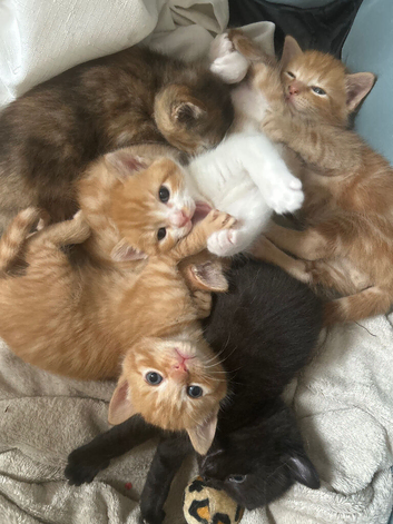 Adorable kittens for sale only 2 left