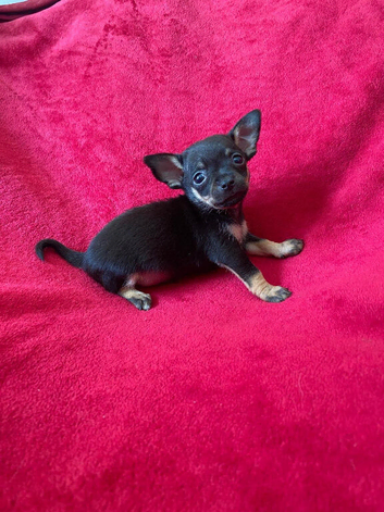 Beautiful Alfie Ready Soon
