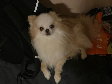Pomeranian x griffon  girl sale