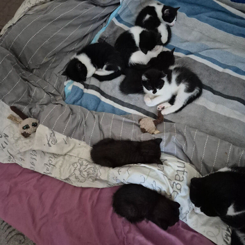 beautifull kiten for sale