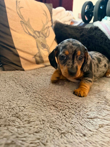 Female dapple dachshund