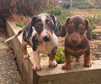2 sisters available