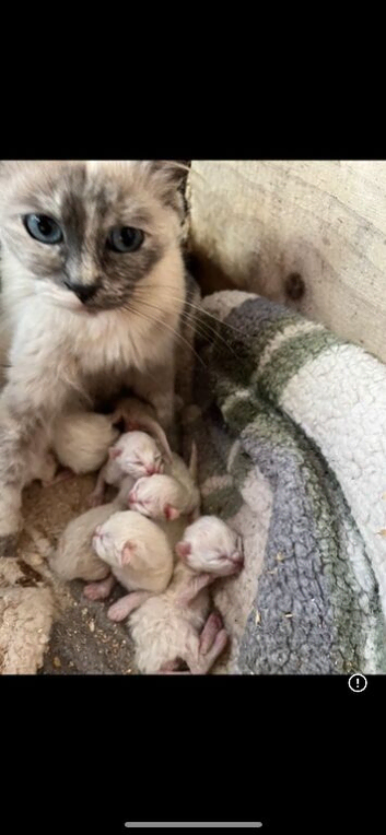 Ragdolls, blue points and Russian blues for rehoming