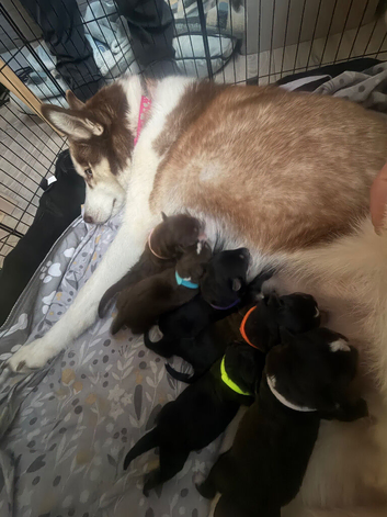 Husky x Labrador