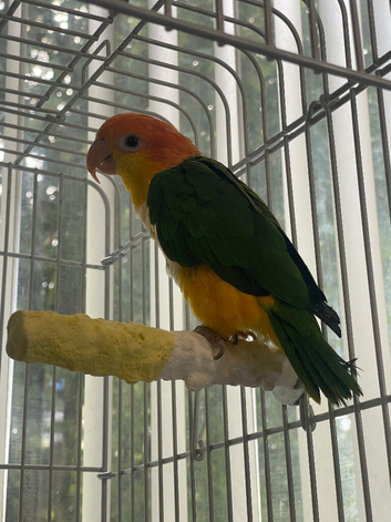 White bellied caique