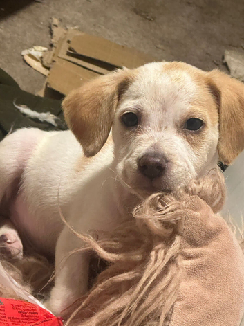 Pocket bully X beagle puppy