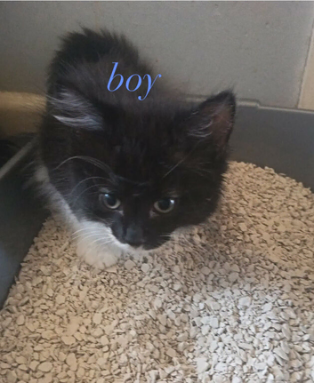 Kittens