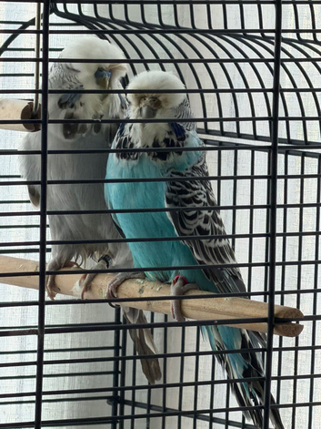 Exibition budgies bonded pair adult