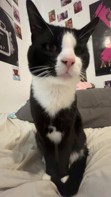 Milo - Tuxedo cat