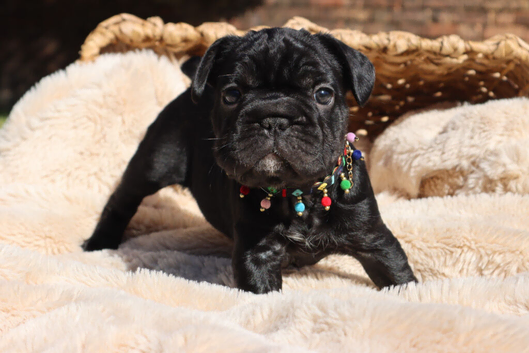 Beautiful frenchie pups