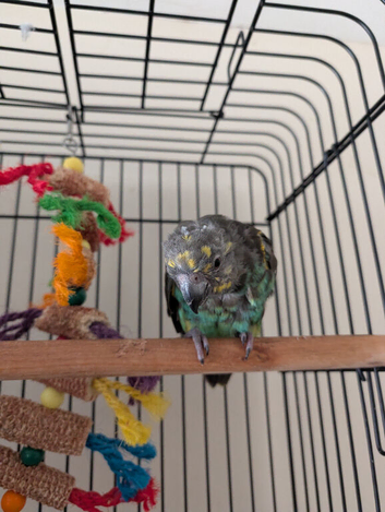 Meyers Parrot with cage for sale