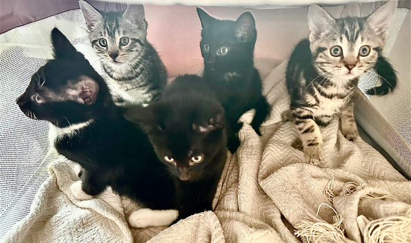 5 kittens ready for their new family