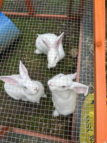 Rabbits
