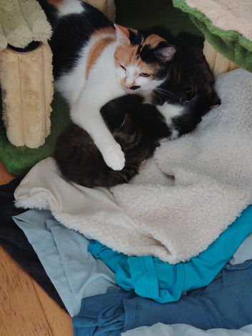 Bengal x Calico