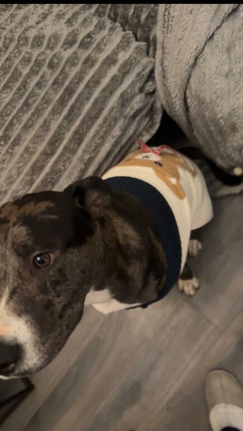 1 year old Male