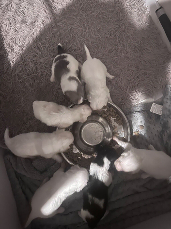 Cabochon pups