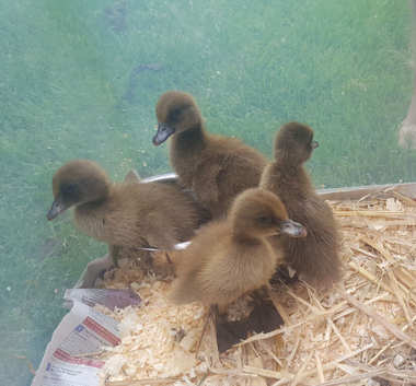 Khaki campbell ducklings