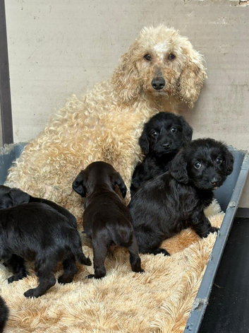 Cockapoo