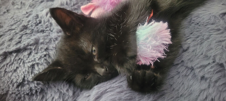 Last one beautiful little boy kitten are looking for a new home