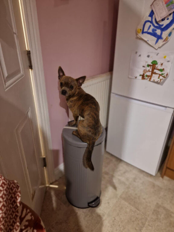 Chihuahua x