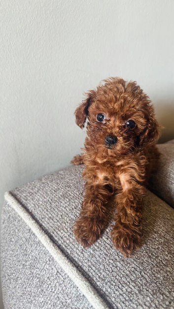 Asian poodle micro size puppies