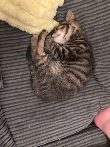 Last boy from litter of 5